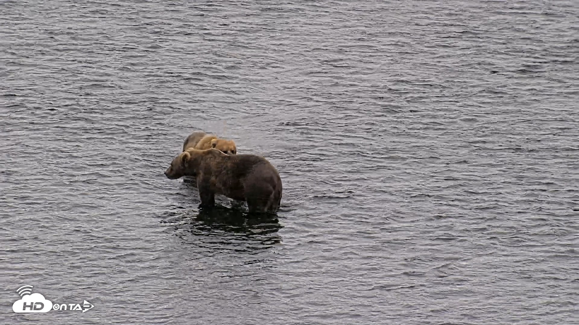 Snapshot of Kodiak Alaska Brown Bears Live Webcam taken Aug 3, 2026, 3:31pm AKDT