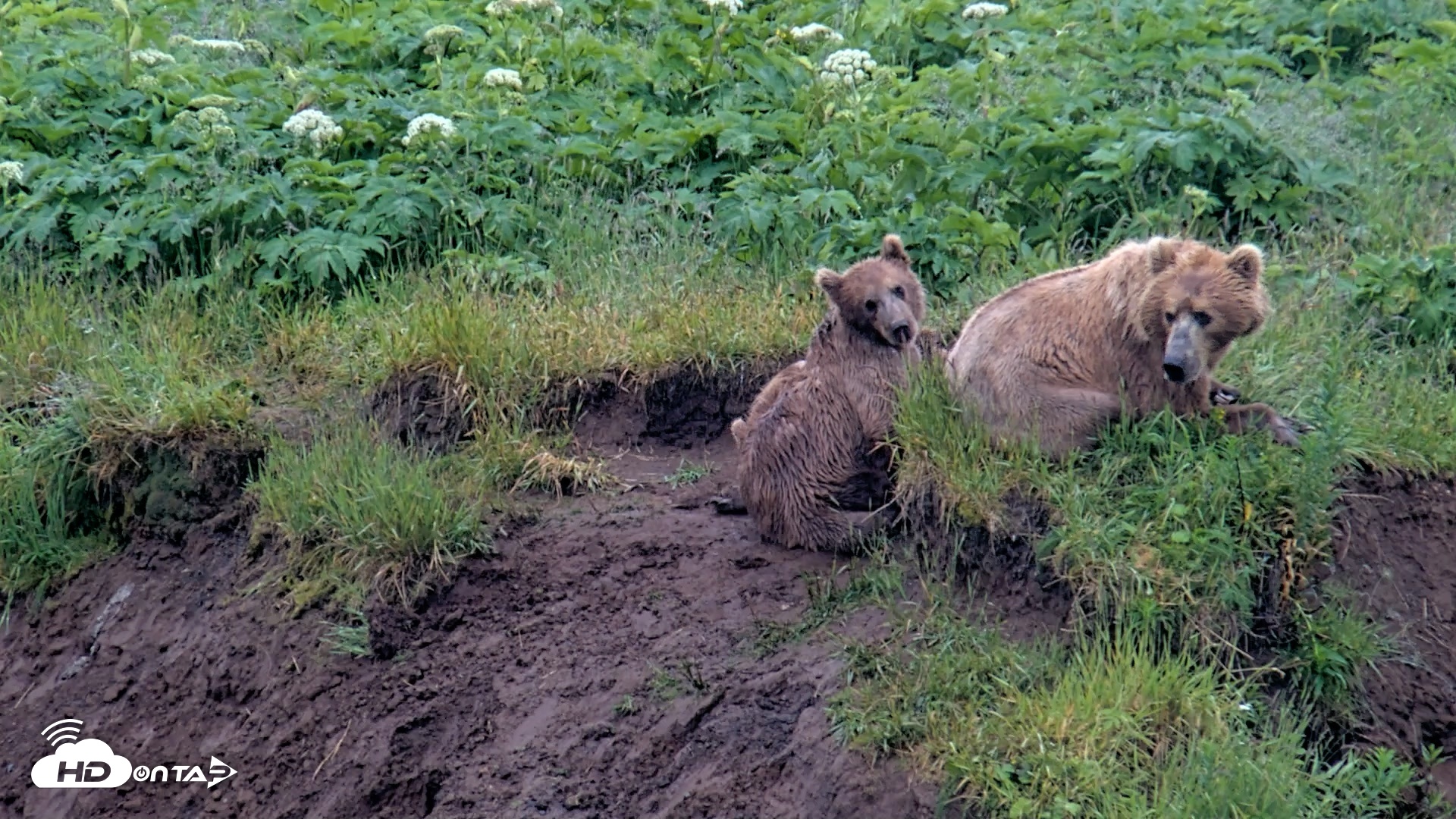 Snapshot of Kodiak Alaska Brown Bears Live Webcam taken Jul 22, 2026, 9:29am AKDT