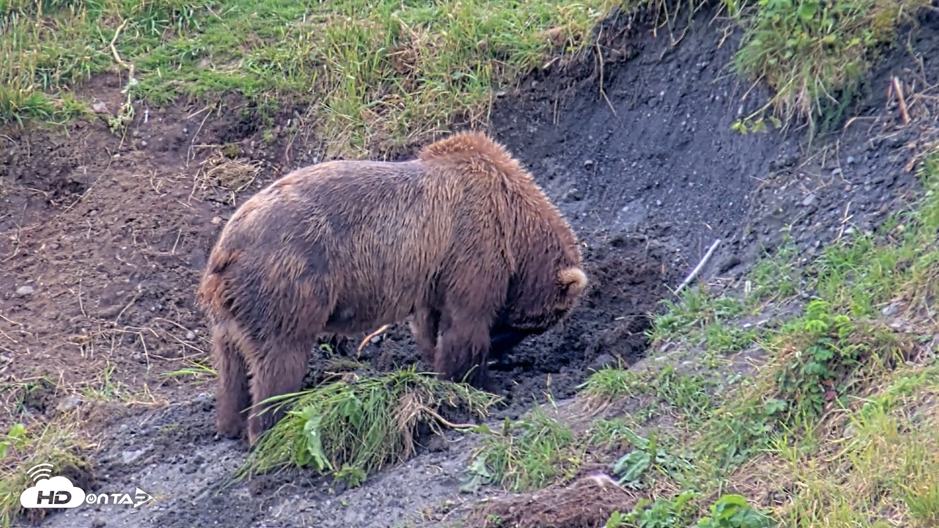Snapshot of Kodiak Alaska Brown Bears Live Webcam taken Aug 6, 2026, 5:48pm AKDT