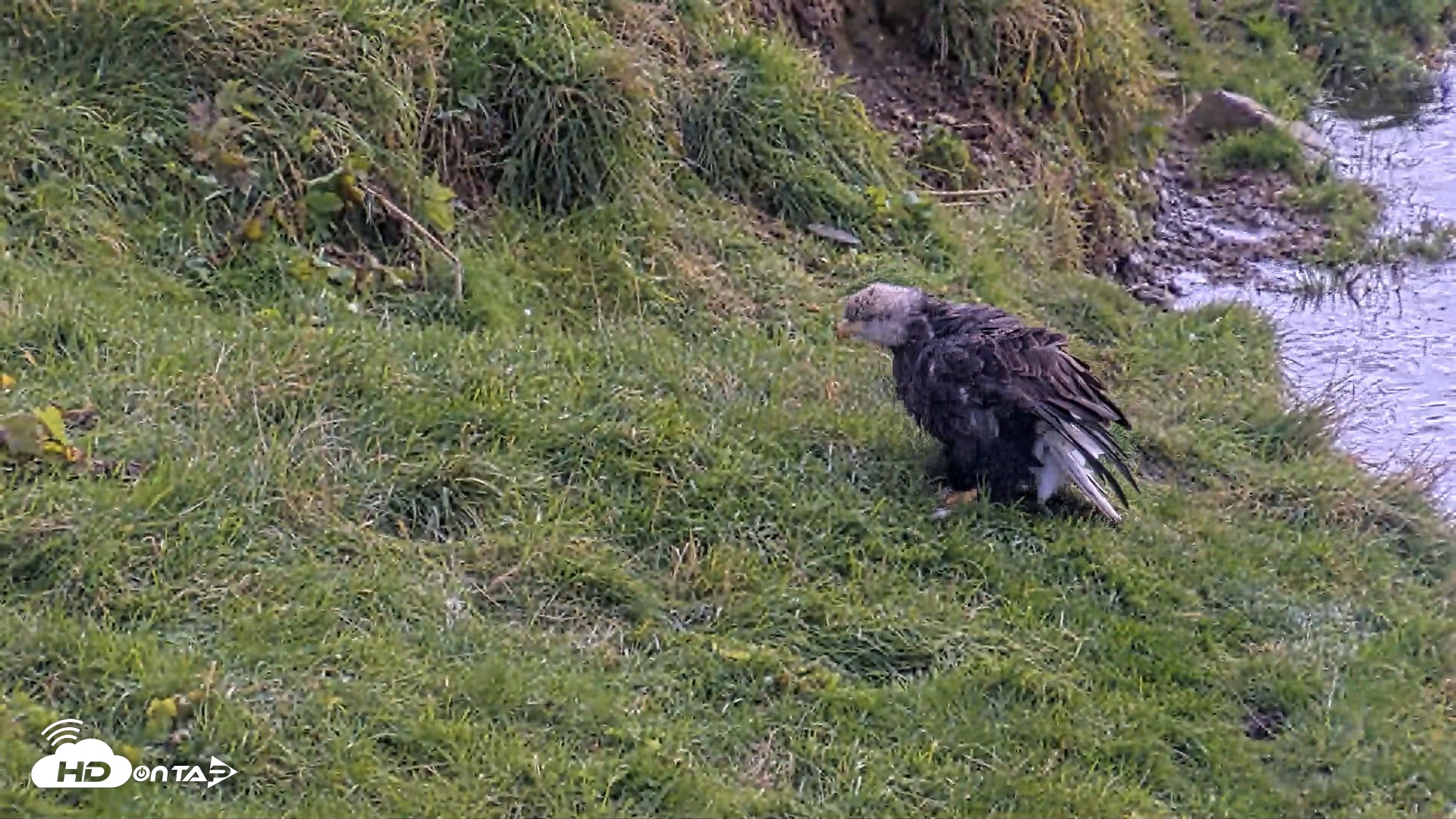 Snapshot of Kodiak Alaska Brown Bears Live Webcam taken Oct 8, 2026, 1:17pm AKDT