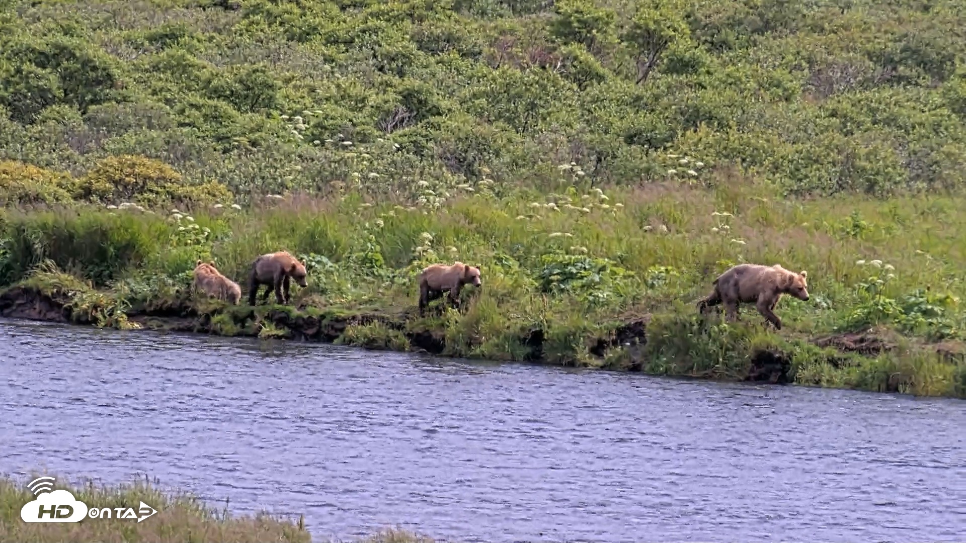 Snapshot of Kodiak Alaska Brown Bears Live Webcam taken Aug 6, 2026, 3:23pm AKDT