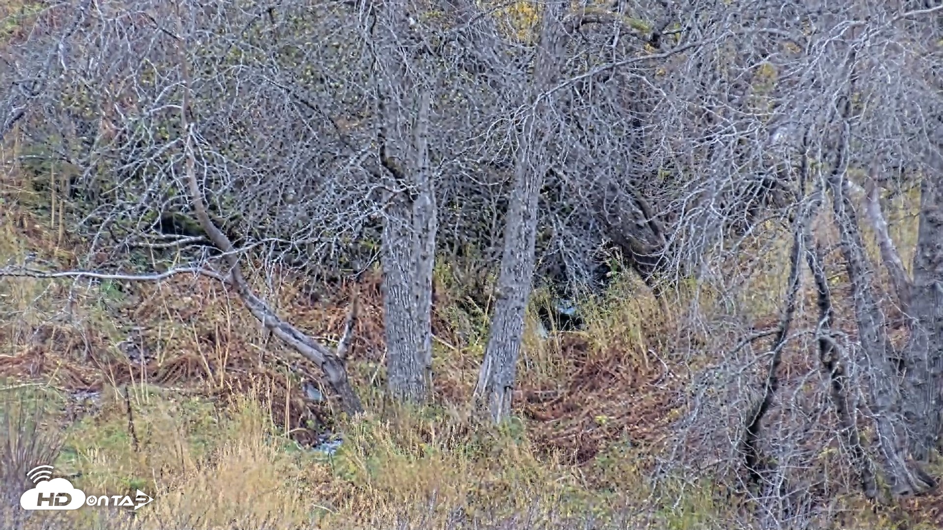 Snapshot of Kodiak Alaska Brown Bears Live Webcam taken Oct 17, 2026, 3:55pm AKDT