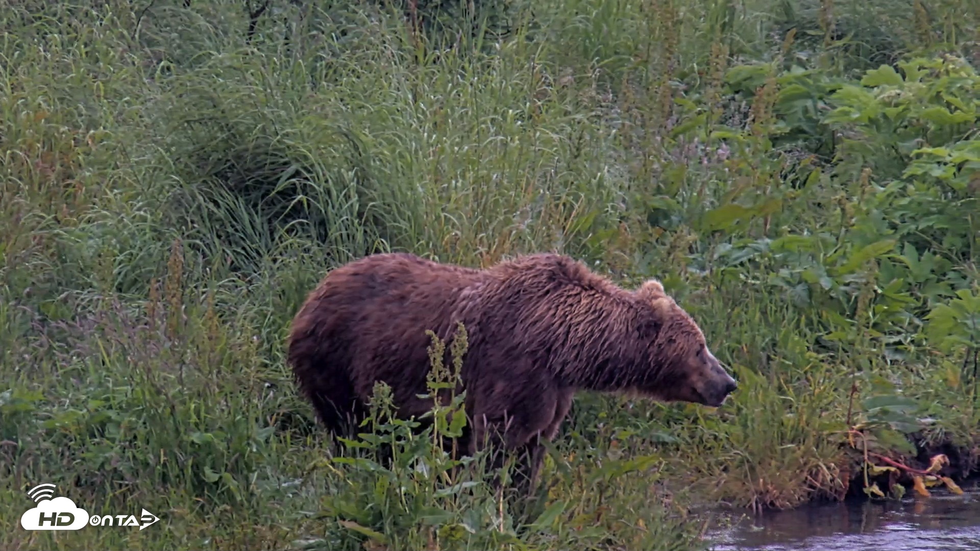 Snapshot of Kodiak Alaska Brown Bears Live Webcam taken Jul 22, 2026, 1:04pm AKDT