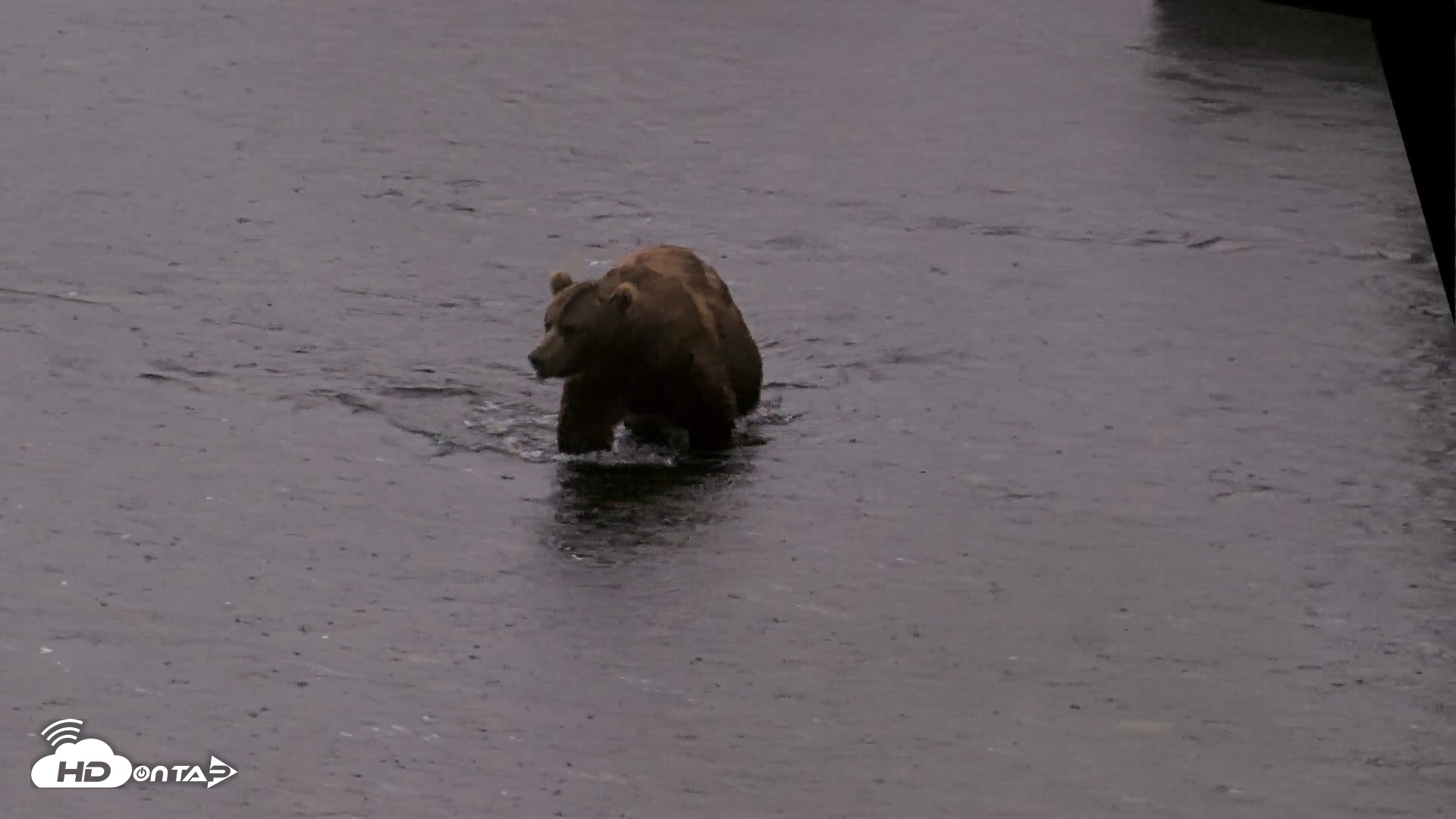 Snapshot of Kodiak Alaska Brown Bears Live Webcam taken Jul 21, 2026, 6:37am AKDT