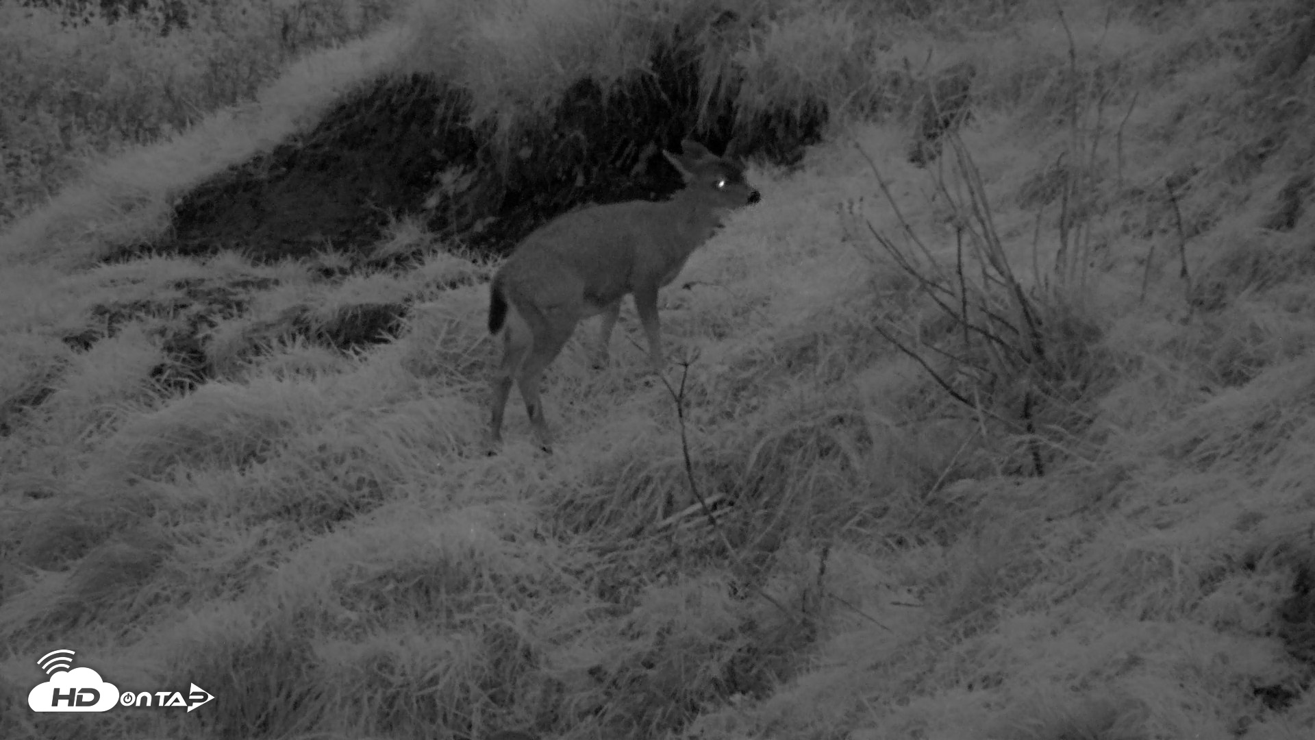 Snapshot of Kodiak Alaska Brown Bears Live Webcam taken Oct 6, 2026, 8:05pm AKDT