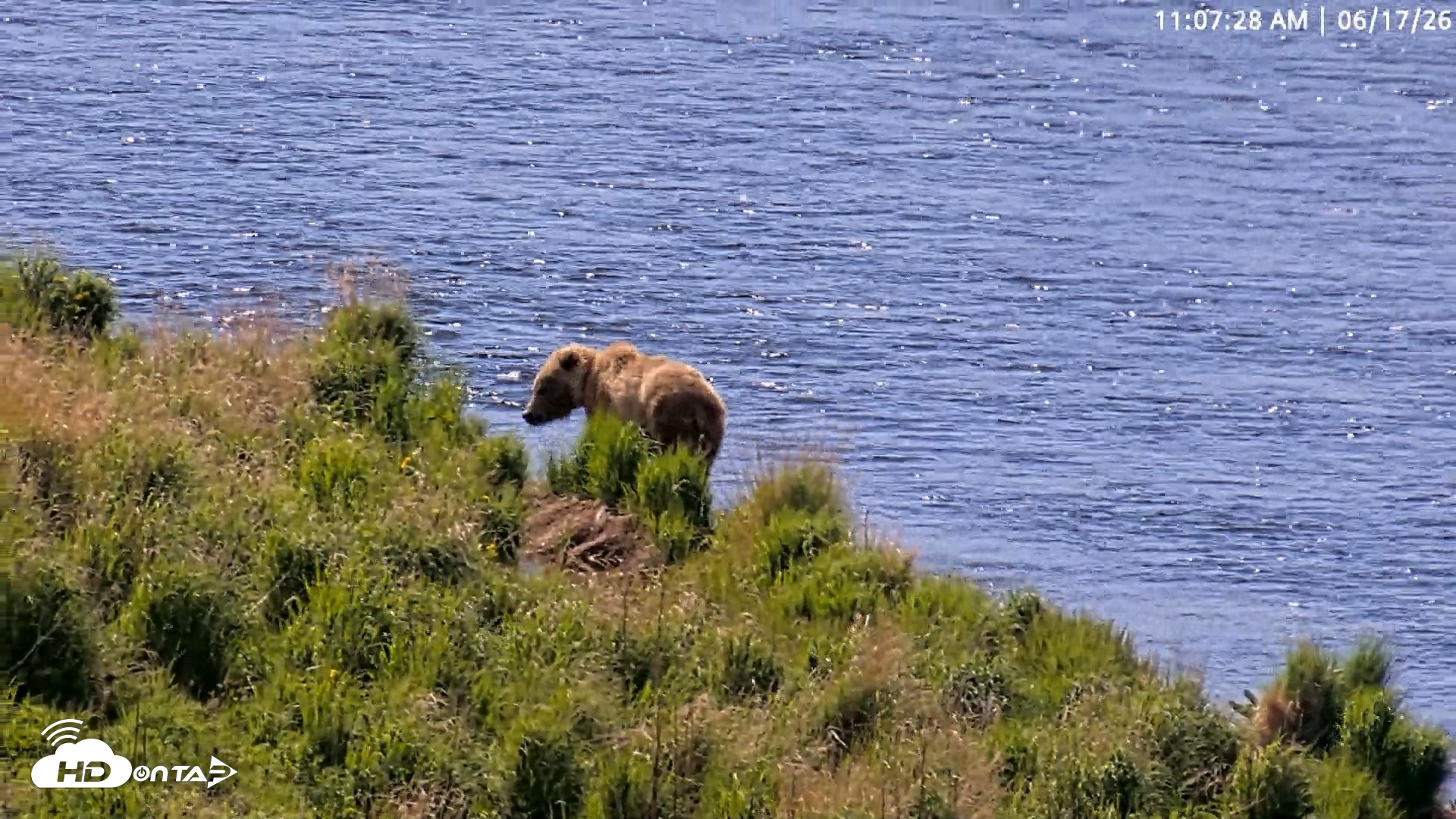 Snapshot of Kodiak Alaska Brown Bears Live Webcam taken Jun 17, 2026, 11:08am AKDT