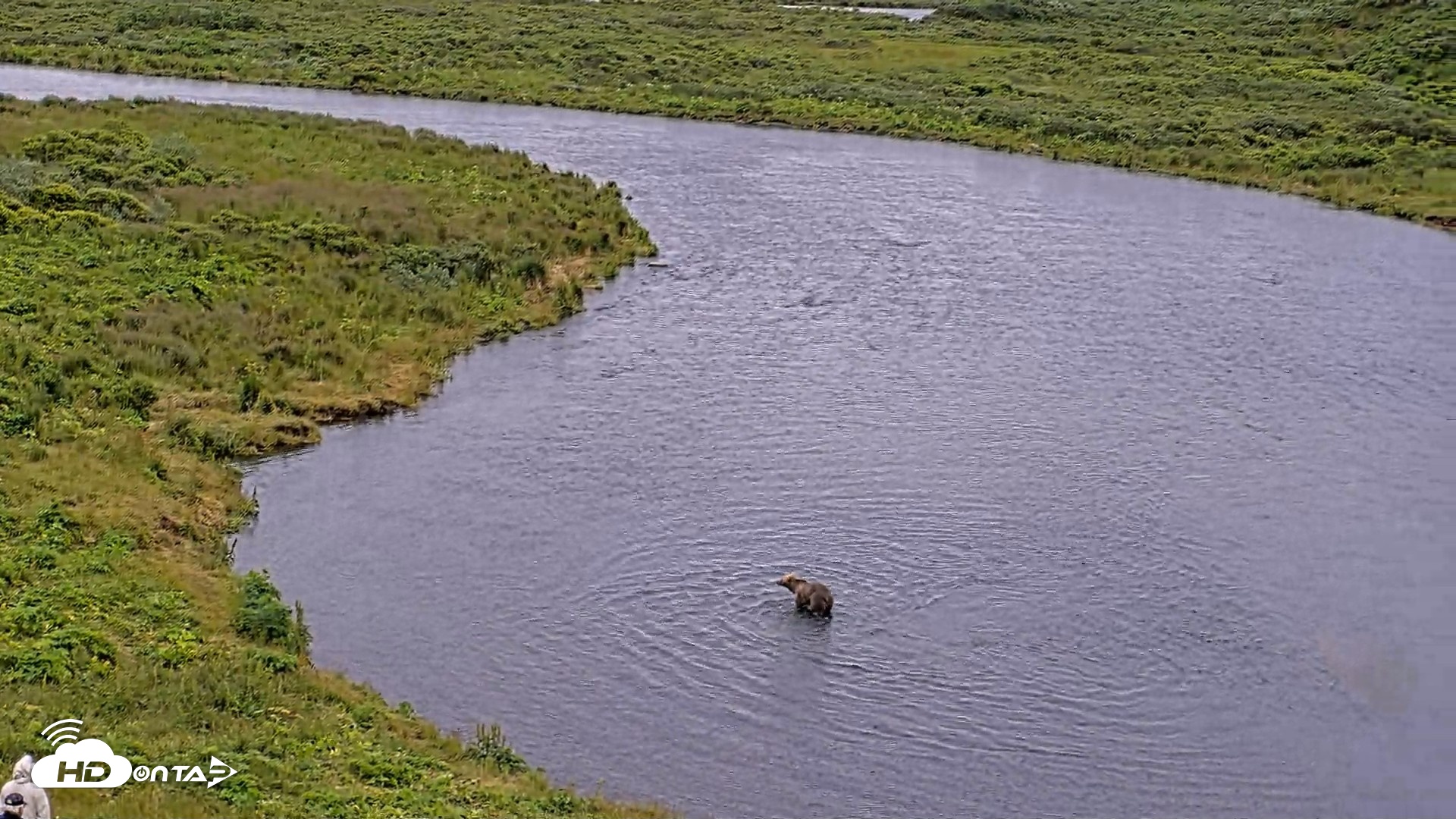 Snapshot of Kodiak Alaska Brown Bears Live Webcam taken Aug 3, 2026, 10:53am AKDT