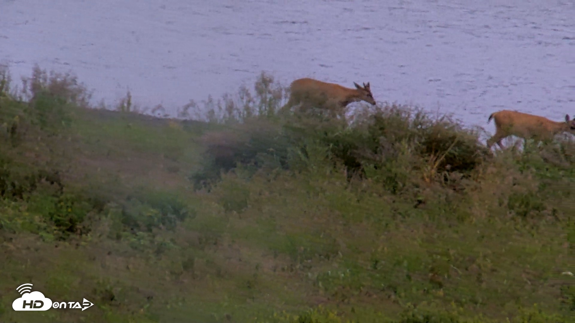 Snapshot of Kodiak Alaska Brown Bears Live Webcam taken Aug 19, 2026, 11:07am AKDT