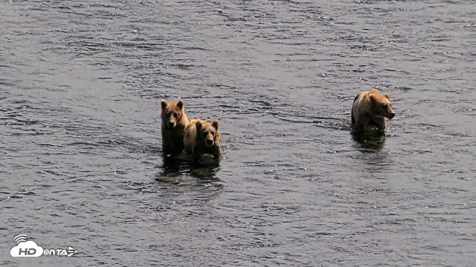 Snapshot of Kodiak Alaska Brown Bears Live Webcam taken Aug 1, 2026, 2:44pm AKDT