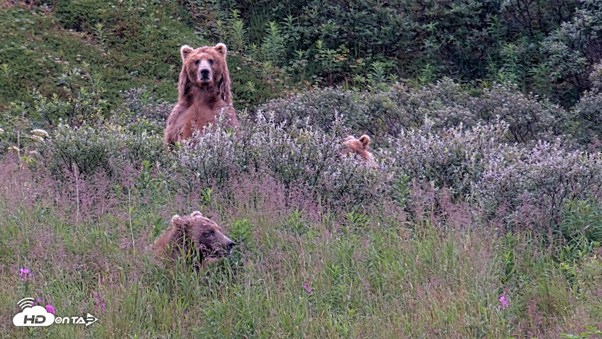 Snapshot of Kodiak Alaska Brown Bears Live Webcam taken Aug 11, 2026, 7:47am AKDT