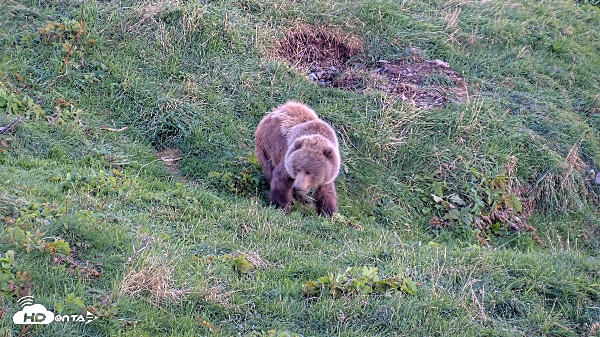 Snapshot of Kodiak Alaska Brown Bears Live Webcam taken Oct 1, 2026, 7:02pm AKDT