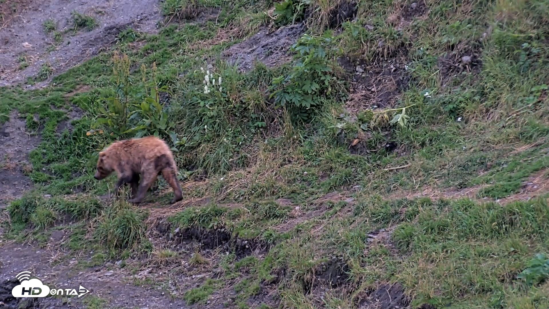Snapshot of Kodiak Alaska Brown Bears Live Webcam taken Aug 10, 2026, 9:37pm AKDT
