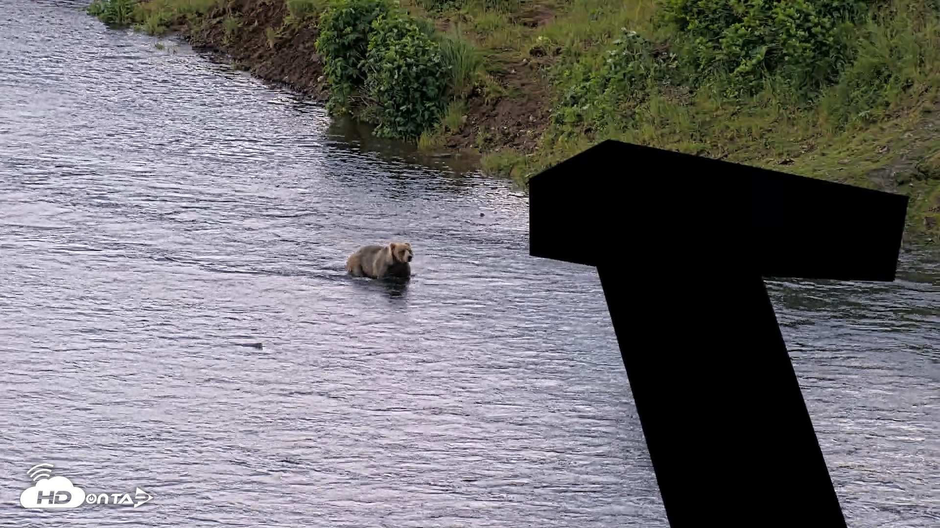 Snapshot of Kodiak Alaska Brown Bears Live Webcam taken Jul 23, 2026, 6:54pm AKDT