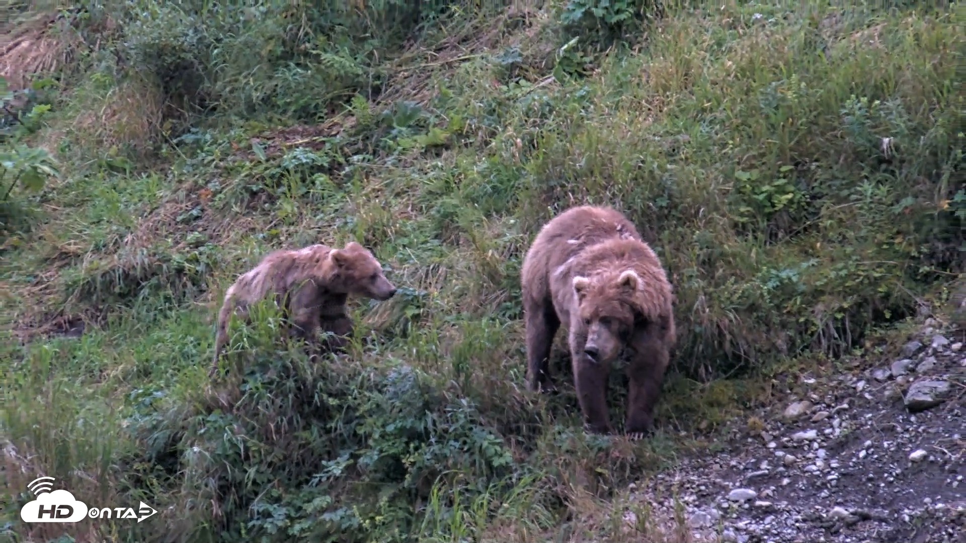 Snapshot of Kodiak Alaska Brown Bears Live Webcam taken Aug 19, 2026, 8:04pm AKDT