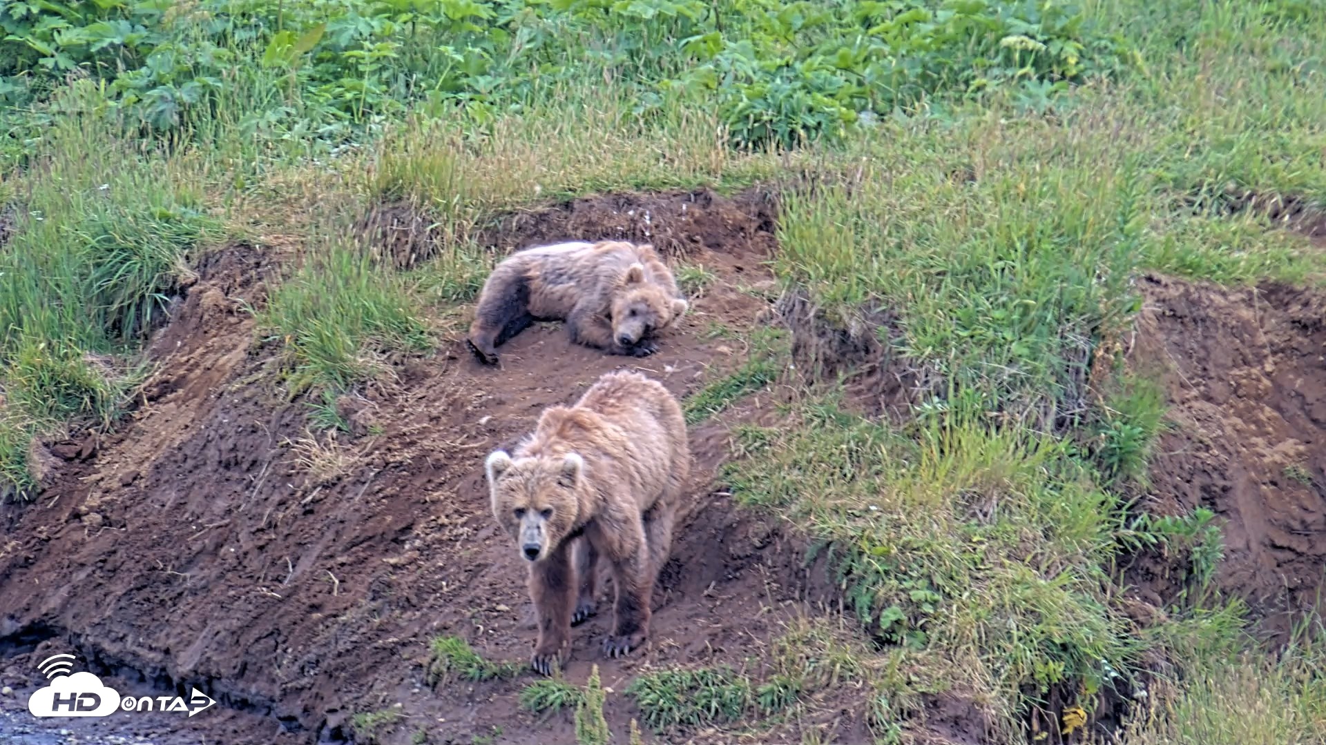 Snapshot of Kodiak Alaska Brown Bears Live Webcam taken Aug 1, 2026, 7:14pm AKDT