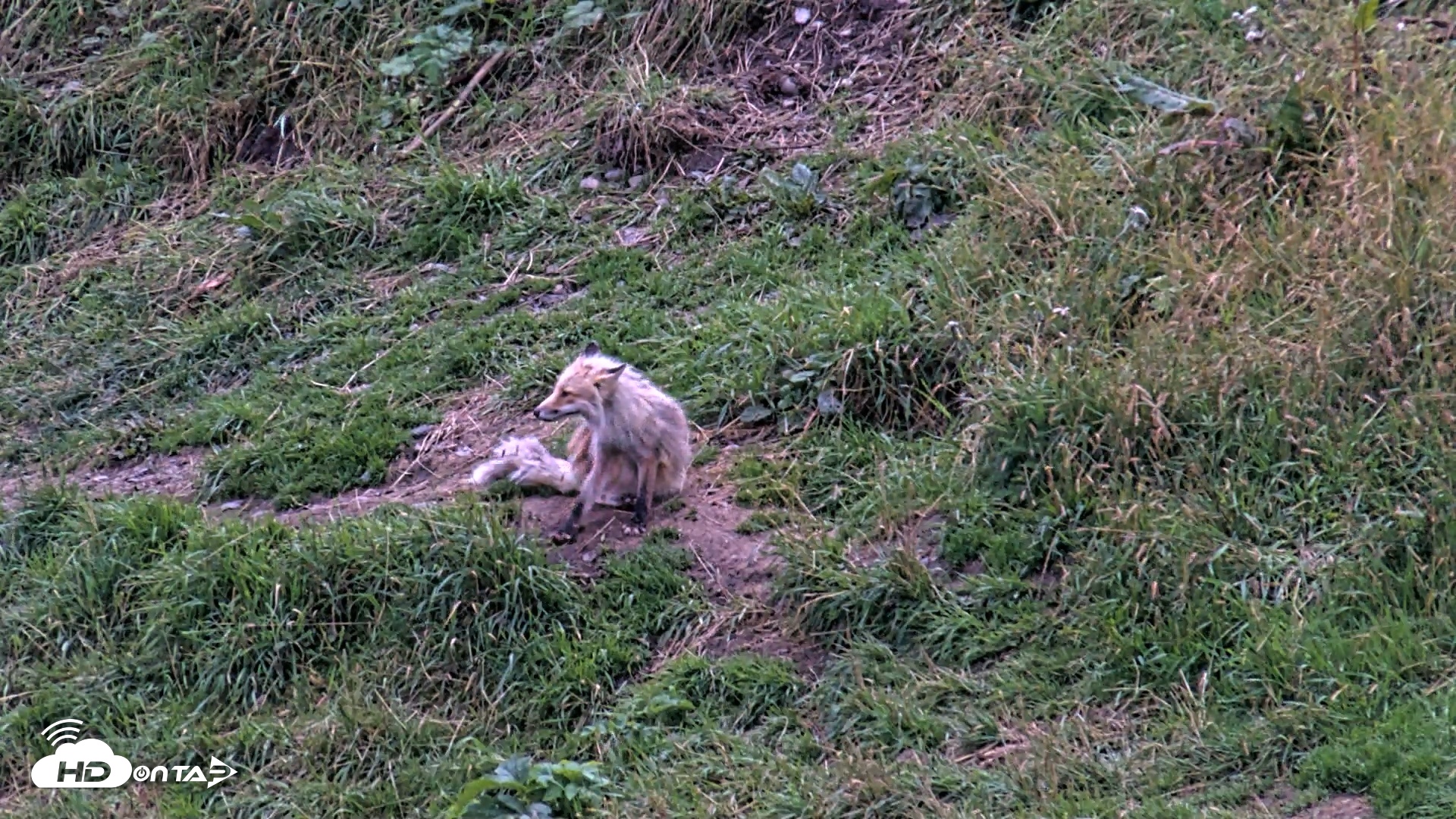 Snapshot of Kodiak Alaska Brown Bears Live Webcam taken Aug 21, 2026, 9:26pm AKDT