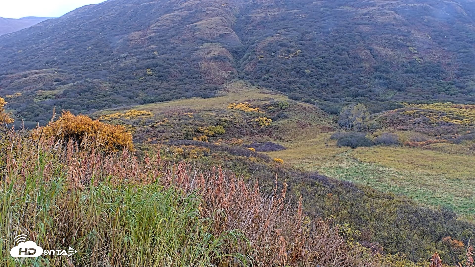Snapshot of Kodiak Alaska Brown Bears Live Webcam taken Oct 8, 2026, 9:54am AKDT