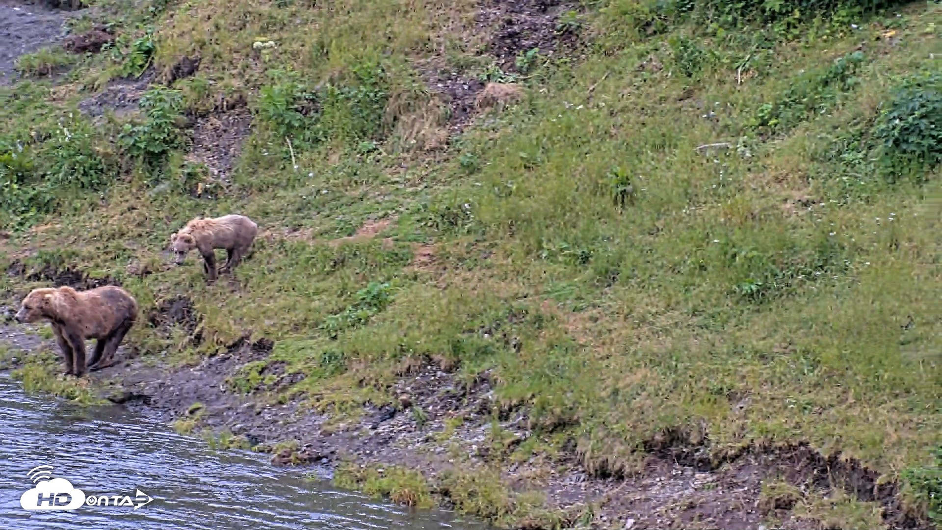Snapshot of Kodiak Alaska Brown Bears Live Webcam taken Aug 4, 2026, 5:11pm AKDT
