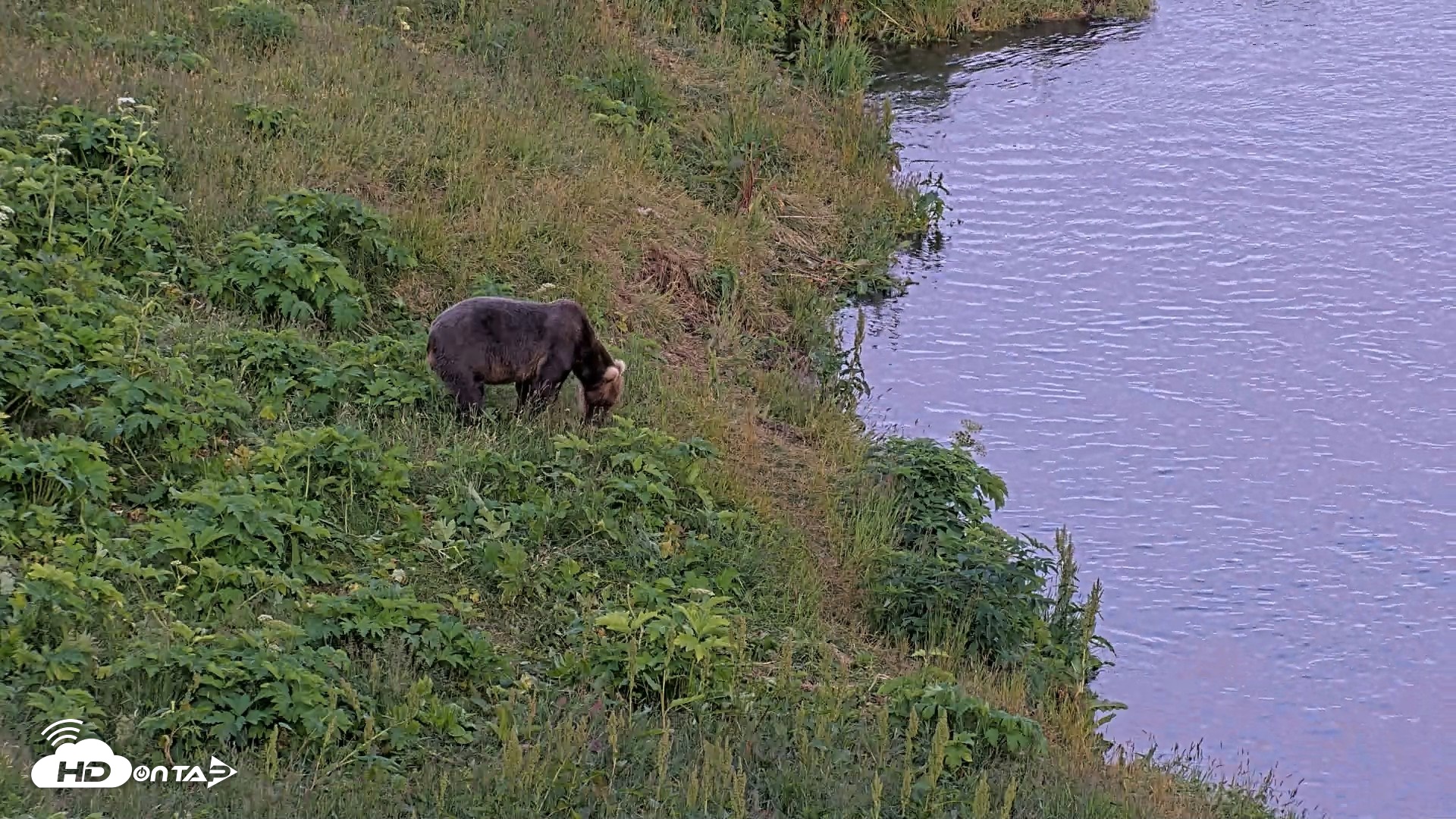 Snapshot of Kodiak Alaska Brown Bears Live Webcam taken Jul 29, 2026, 10:32pm AKDT