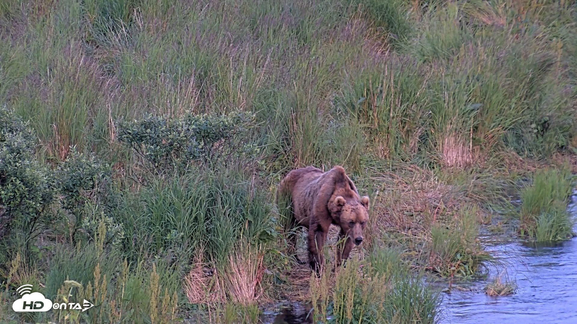 Snapshot of Kodiak Alaska Brown Bears Live Webcam taken Jul 28, 2026, 10:23pm AKDT
