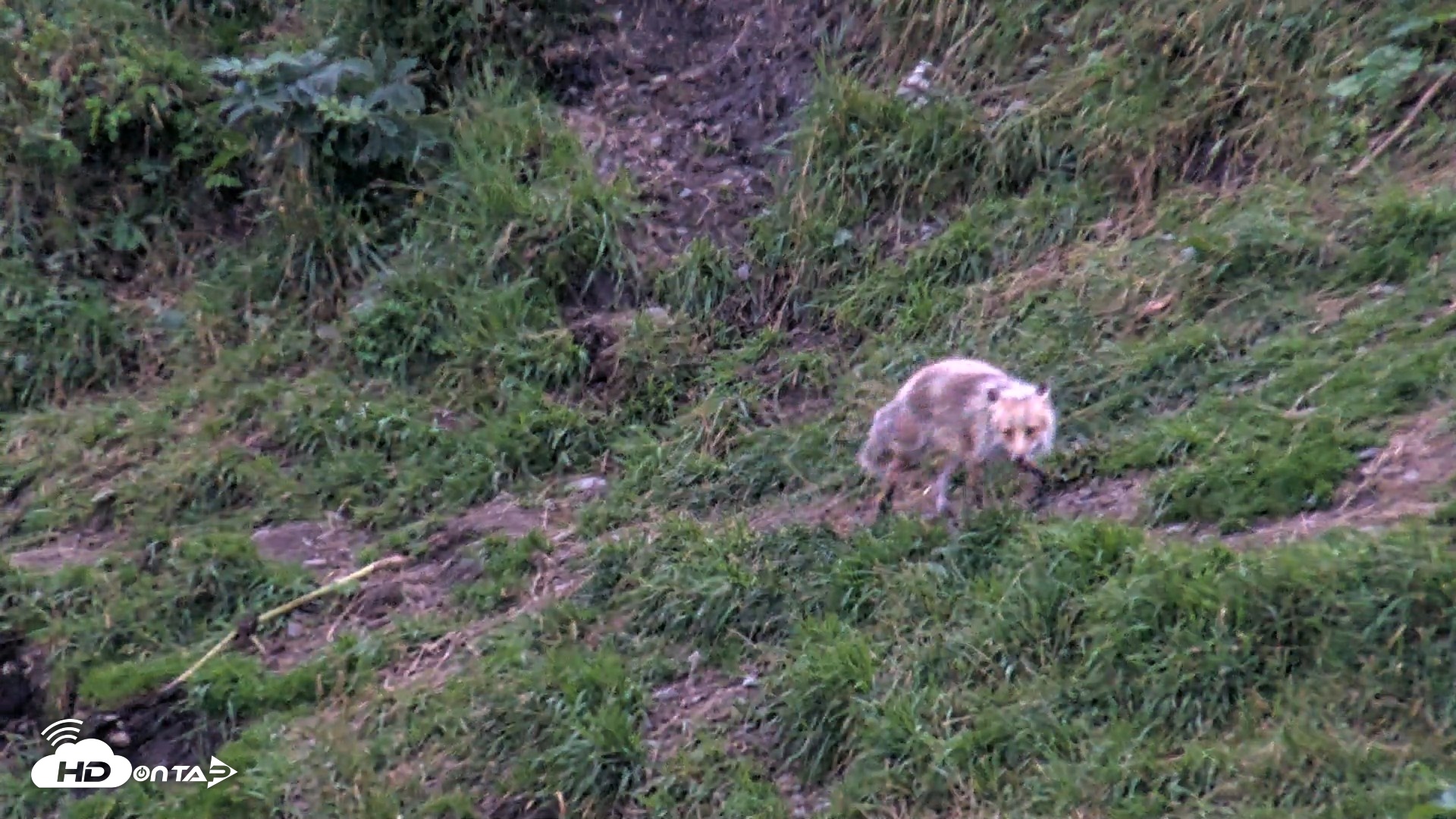 Snapshot of Kodiak Alaska Brown Bears Live Webcam taken Aug 21, 2026, 9:25pm AKDT