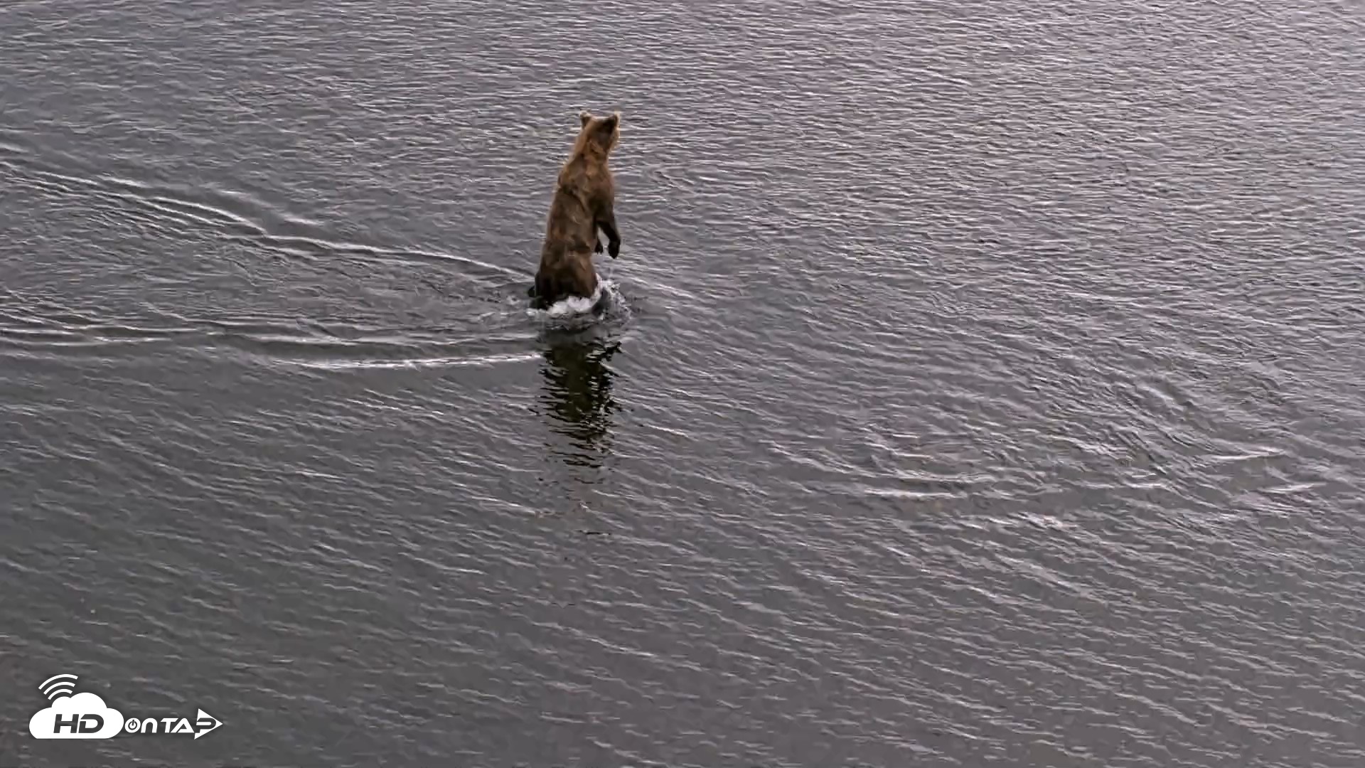 Snapshot of Kodiak Alaska Brown Bears Live Webcam taken Aug 20, 2026, 6:21pm AKDT