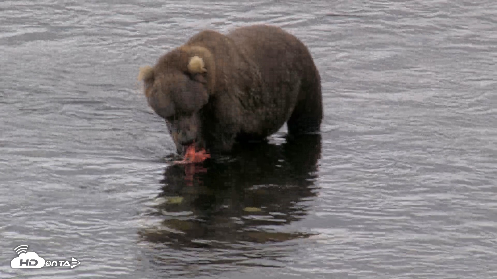Snapshot of Kodiak Alaska Brown Bears Live Webcam taken Aug 13, 2026, 11:39am AKDT