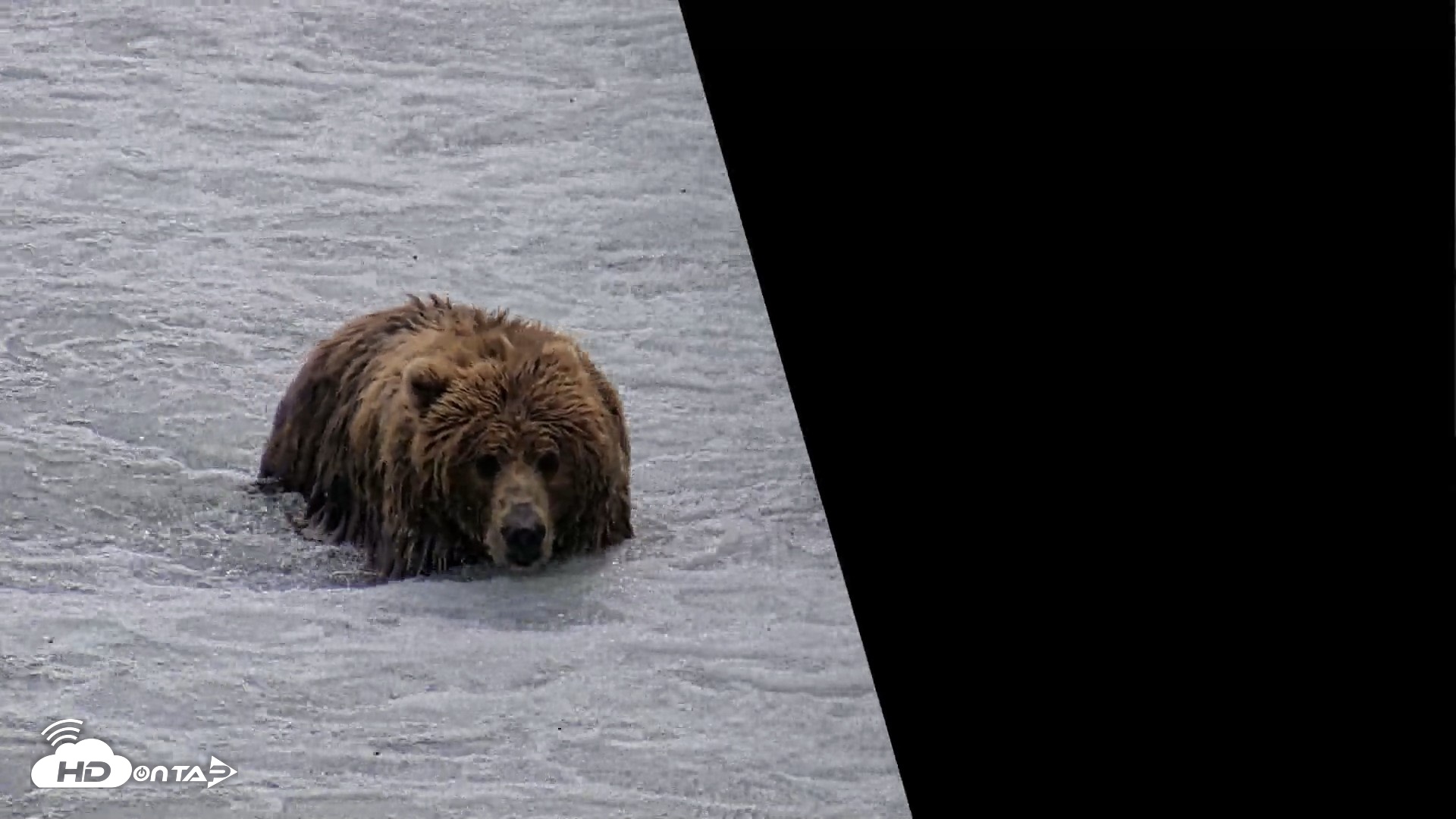 Snapshot of Kodiak Alaska Brown Bears Live Webcam taken Jul 25, 2026, 2:09pm AKDT