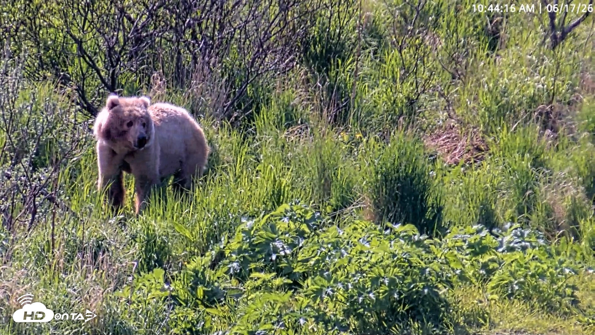 Snapshot of Kodiak Alaska Brown Bears Live Webcam taken Jun 17, 2026, 10:44am AKDT