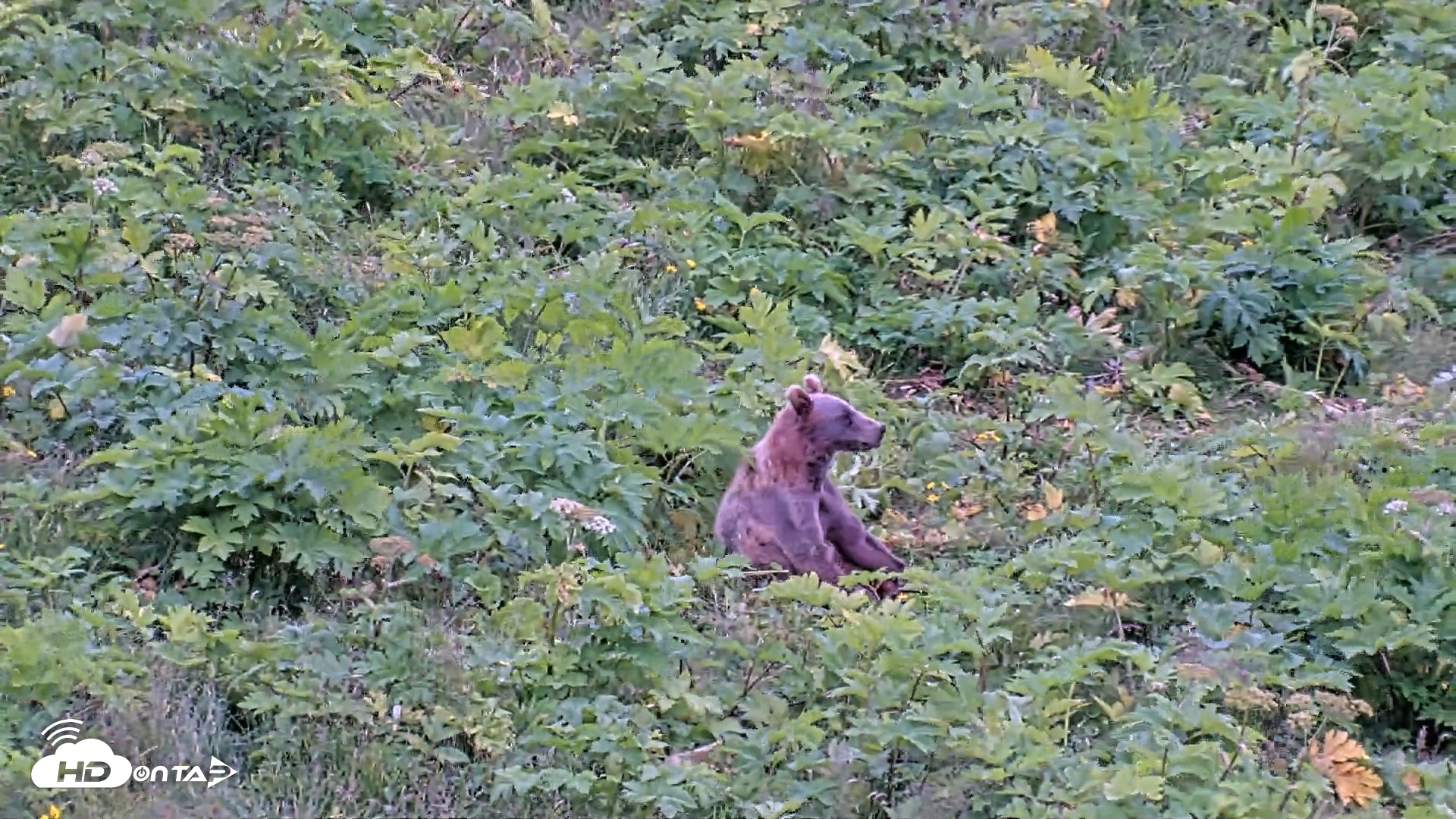 Snapshot of Kodiak Alaska Brown Bears Live Webcam taken Aug 3, 2026, 2:47pm AKDT
