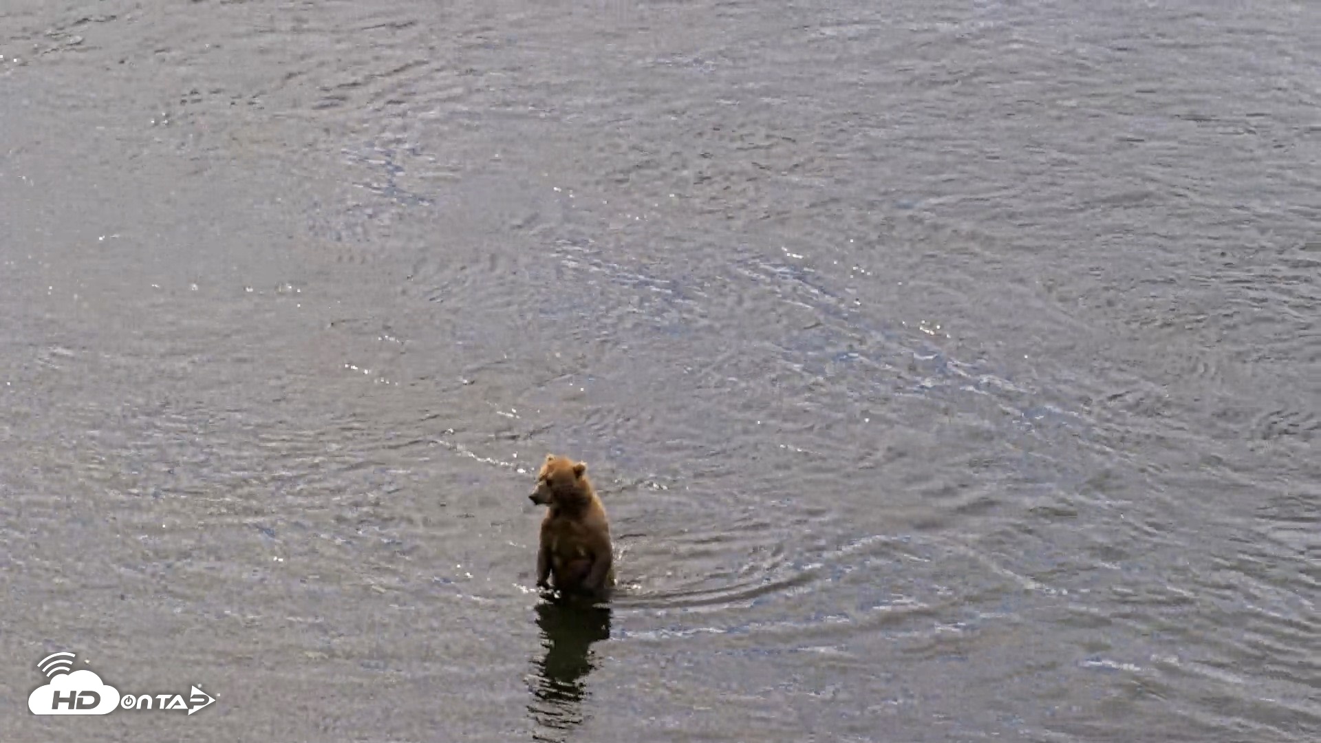 Snapshot of Kodiak Alaska Brown Bears Live Webcam taken Jul 23, 2026, 11:22am AKDT