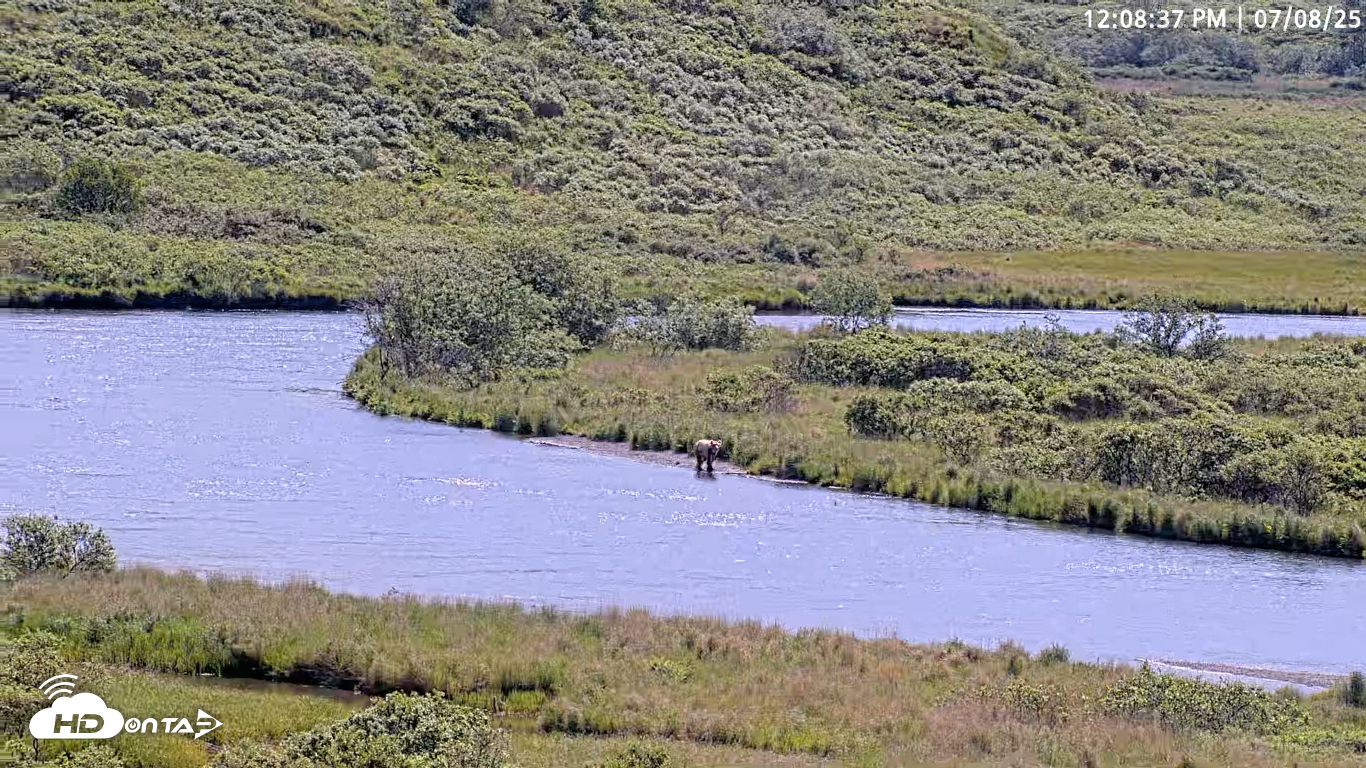 Snapshot of Kodiak Alaska Brown Bears Live Webcam taken Jul 8, 2025, 12:10pm AKDT