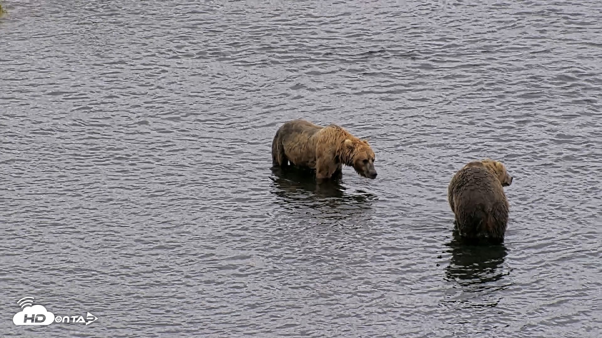 Snapshot of Kodiak Alaska Brown Bears Live Webcam taken Aug 3, 2026, 3:37pm AKDT