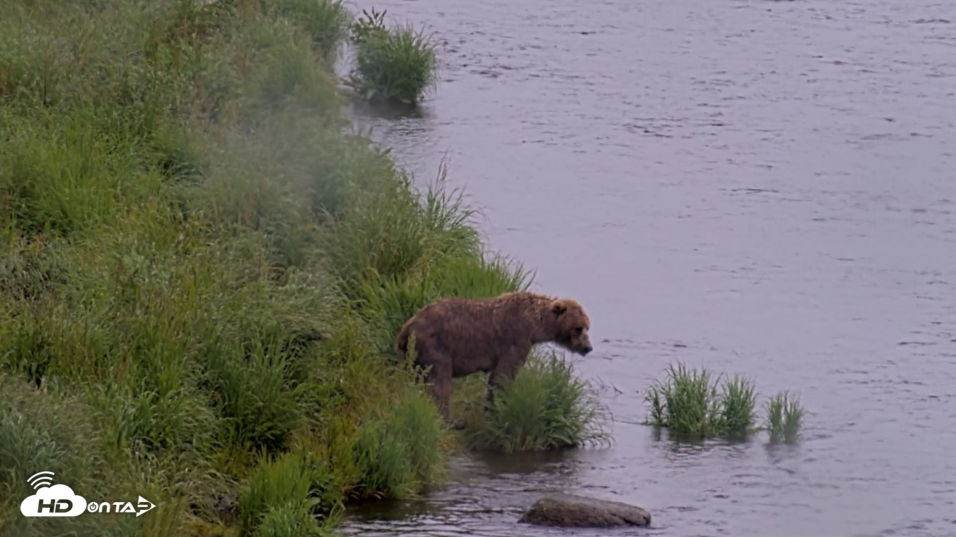 Snapshot of Kodiak Alaska Brown Bears Live Webcam taken Jul 21, 2026, 12:58pm AKDT