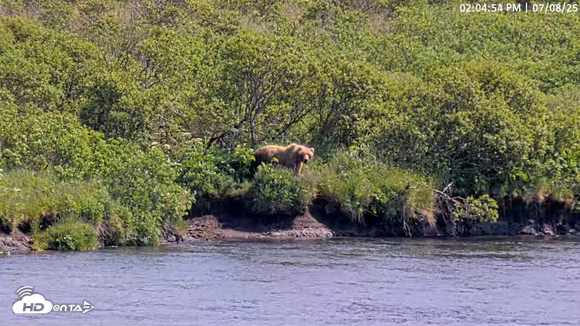 Snapshot of Kodiak Alaska Brown Bears Live Webcam taken Jul 8, 2025, 2:05pm AKDT