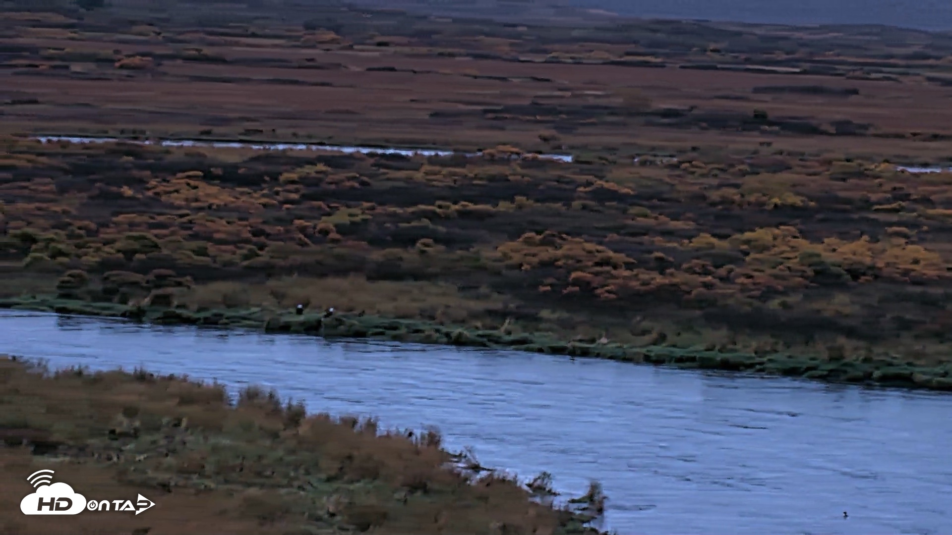 Snapshot of Kodiak Alaska Brown Bears Live Webcam taken Oct 5, 2026, 8:05am AKDT