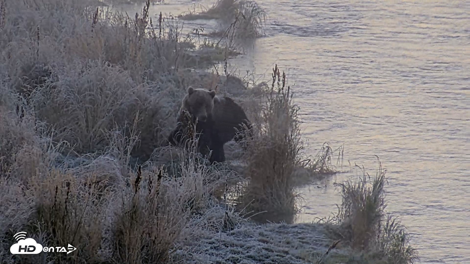 Snapshot of Kodiak Alaska Brown Bears Live Webcam taken Oct 2, 2026, 9:02am AKDT