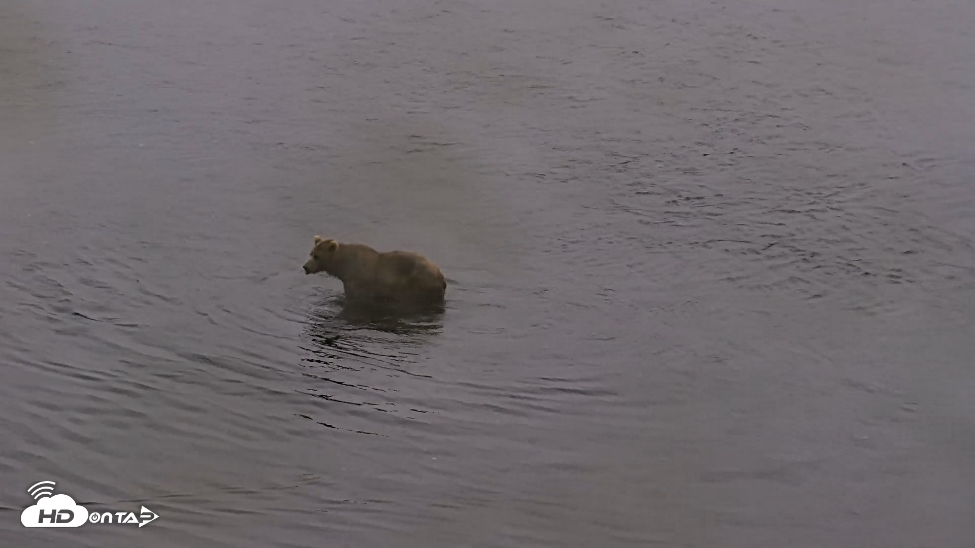 Snapshot of Kodiak Alaska Brown Bears Live Webcam taken Aug 4, 2026, 7:17am AKDT