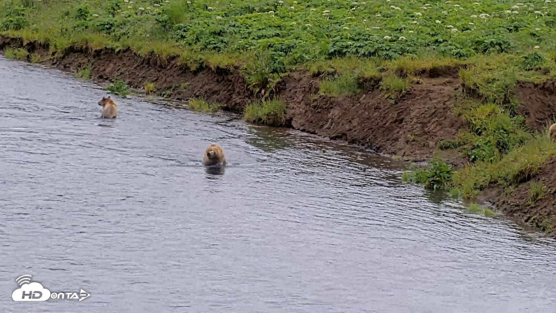 Snapshot of Kodiak Alaska Brown Bears Live Webcam taken Jul 22, 2026, 4:06pm AKDT