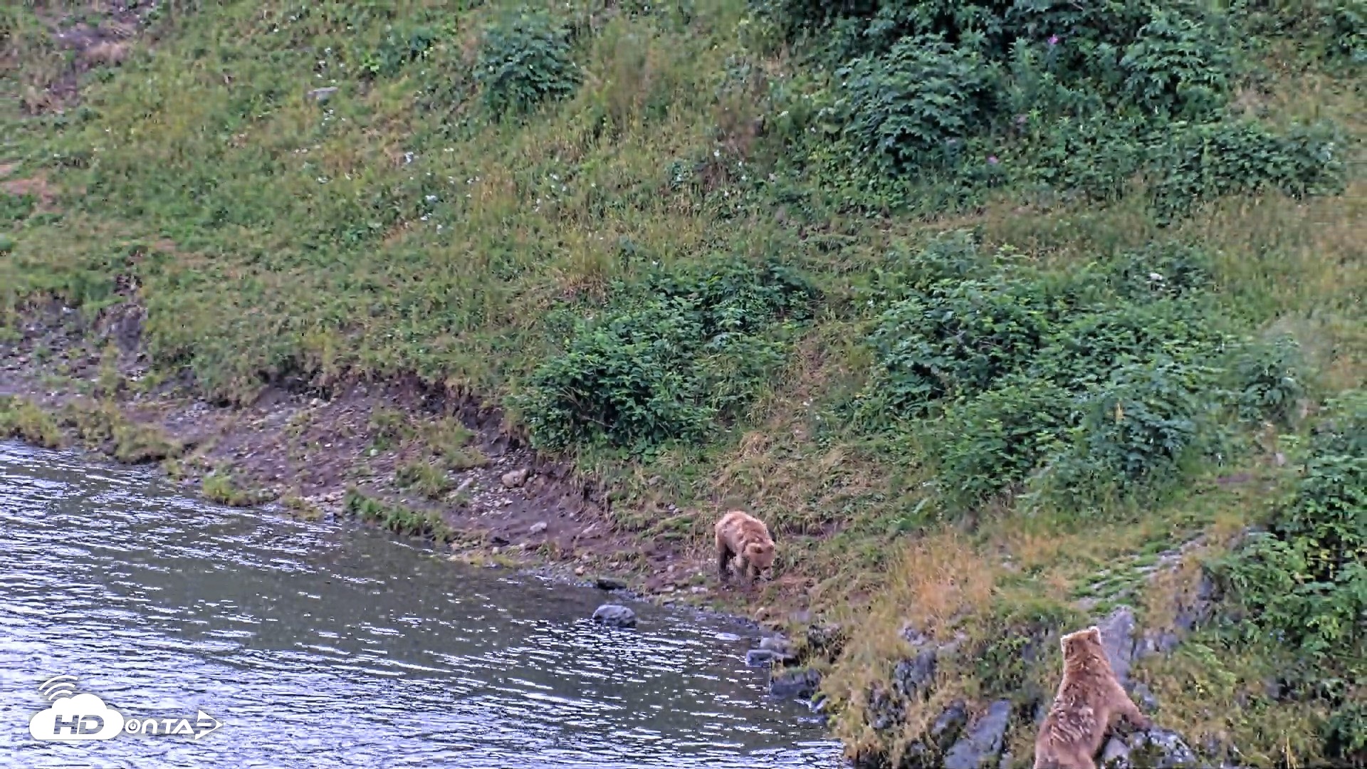 Snapshot of Kodiak Alaska Brown Bears Live Webcam taken Aug 14, 2026, 4:22pm AKDT