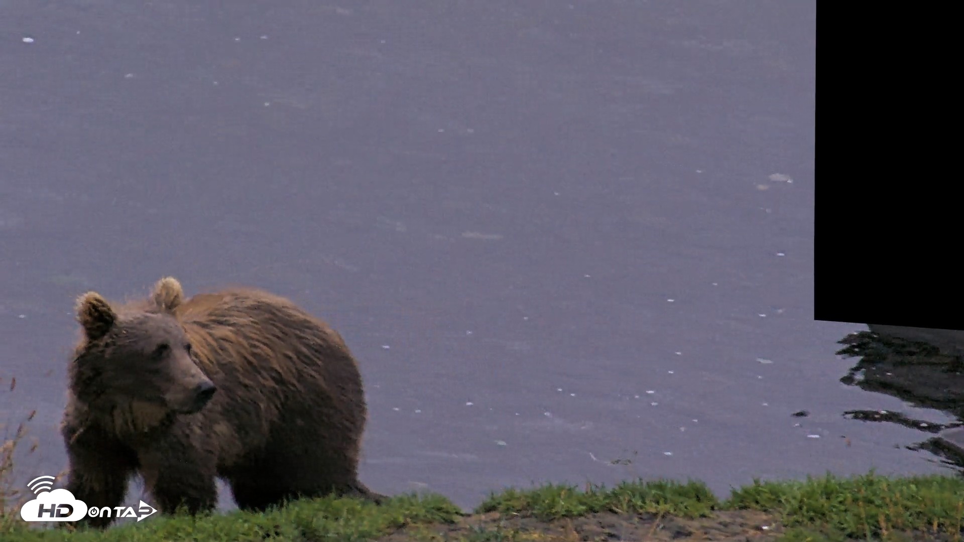 Snapshot of Kodiak Alaska Brown Bears Live Webcam taken Aug 19, 2026, 7:37am AKDT