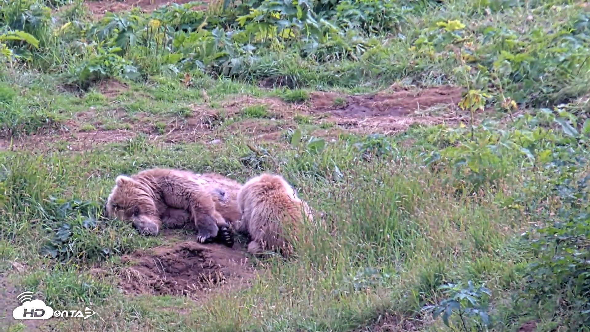 Snapshot of Kodiak Alaska Brown Bears Live Webcam taken Aug 11, 2026, 4:51pm AKDT