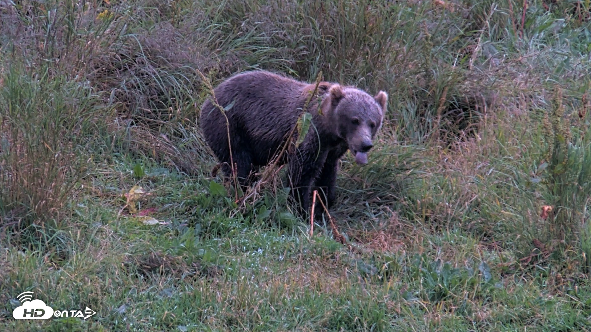 Snapshot of Kodiak Alaska Brown Bears Live Webcam taken Aug 17, 2026, 8:48pm AKDT