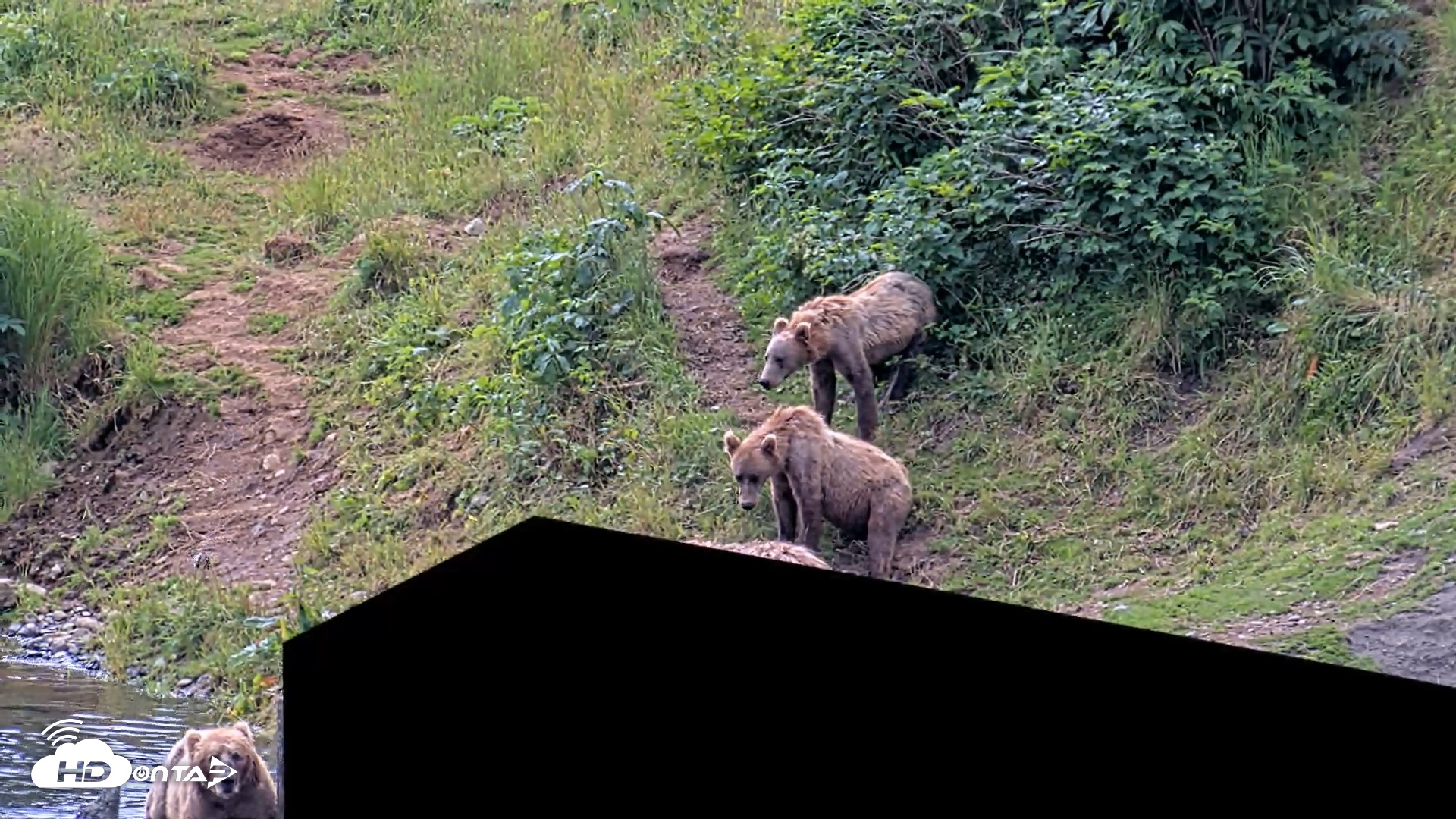Snapshot of Kodiak Alaska Brown Bears Live Webcam taken Aug 2, 2026, 12:42pm AKDT