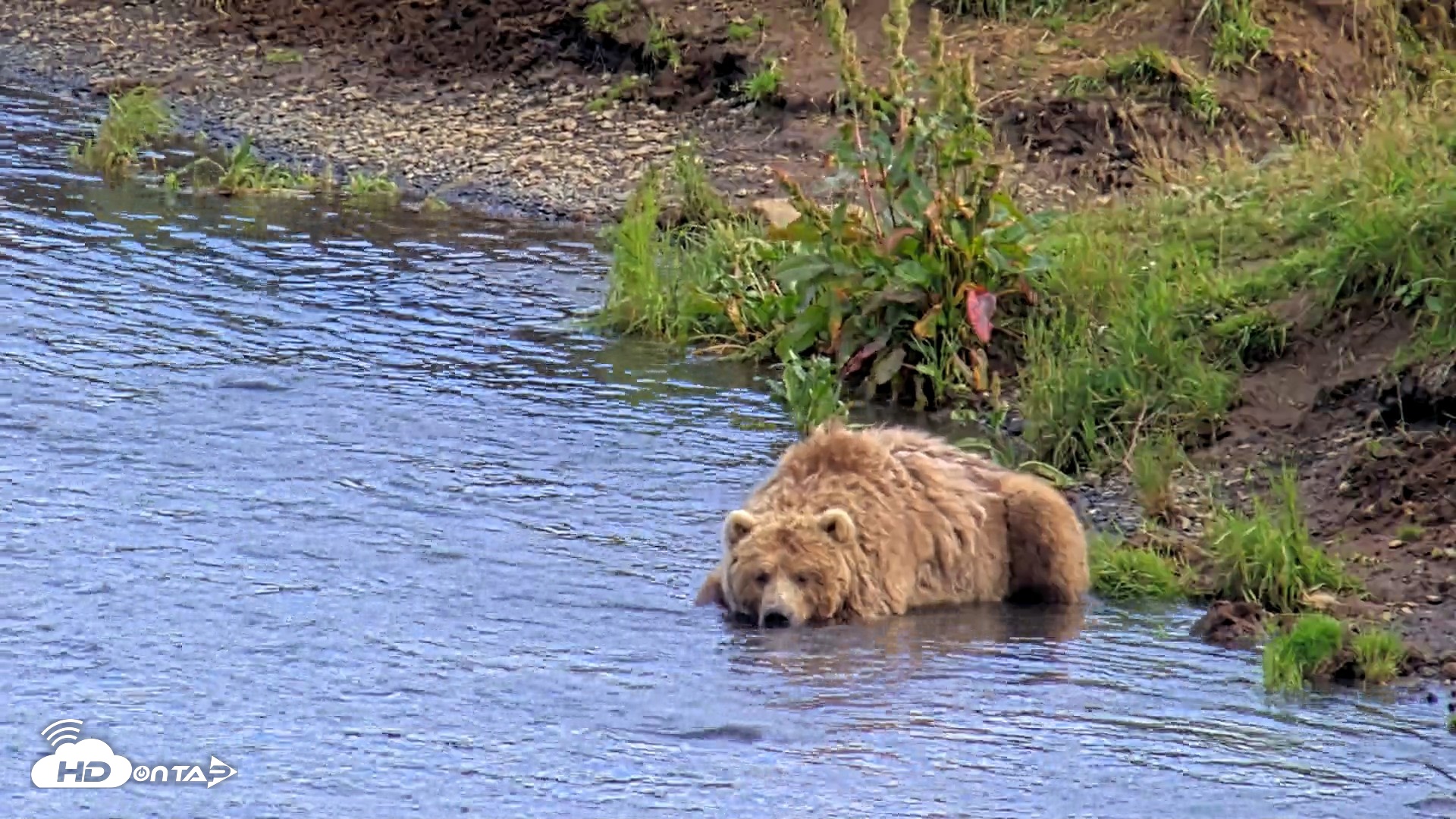 Snapshot of Kodiak Alaska Brown Bears Live Webcam taken Aug 11, 2026, 6:06pm AKDT