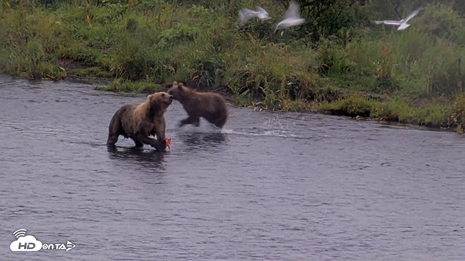 Snapshot of Kodiak Alaska Brown Bears Live Webcam taken Aug 14, 2026, 11:20am AKDT