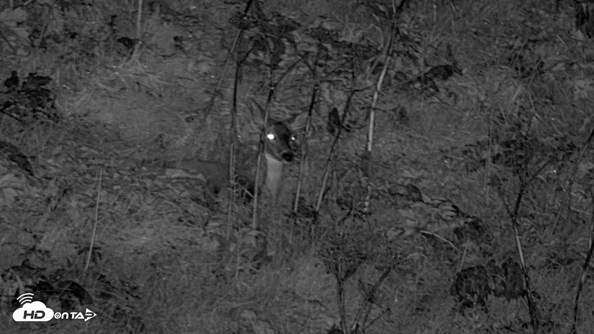 Snapshot of Kodiak Alaska Brown Bears Live Webcam taken Sep 22, 2026, 10:06pm AKDT