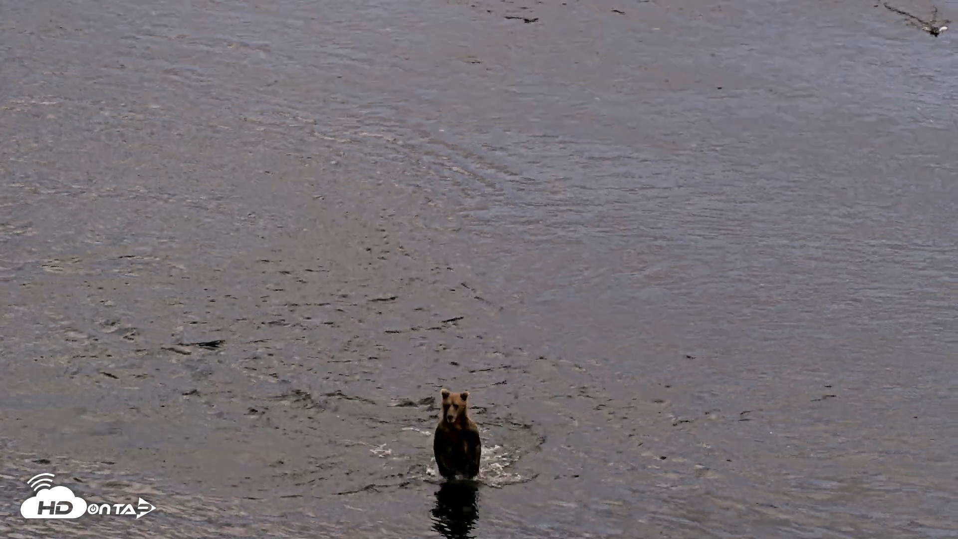 Snapshot of Kodiak Alaska Brown Bears Live Webcam taken Aug 20, 2026, 8:22pm AKDT