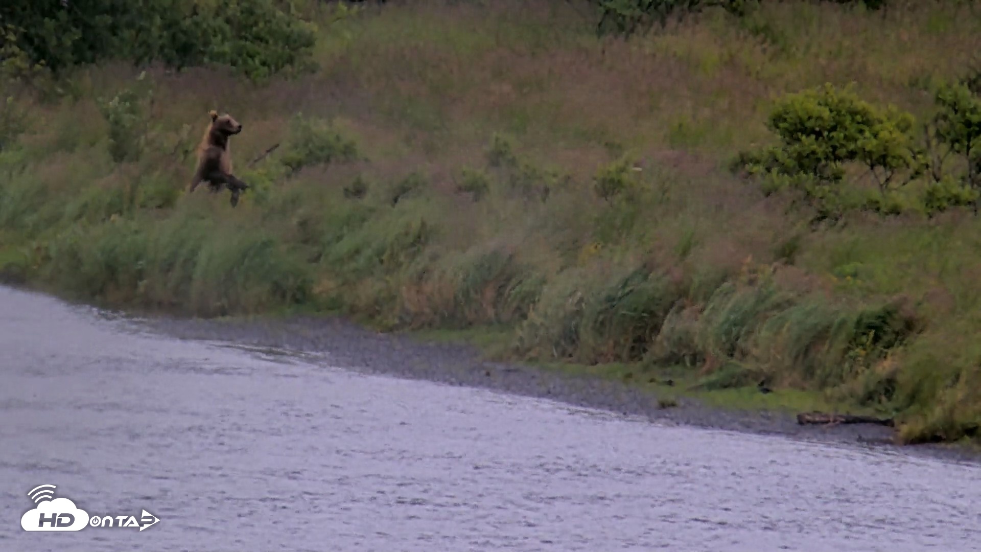 Snapshot of Kodiak Alaska Brown Bears Live Webcam taken Aug 12, 2026, 2:08pm AKDT