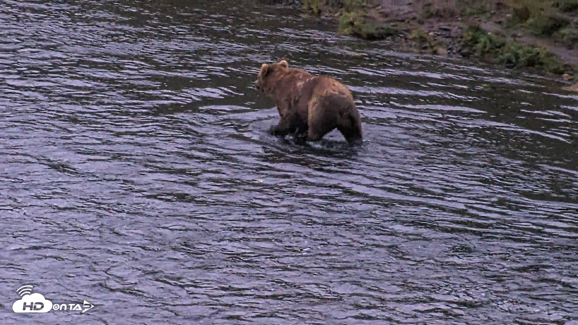 Snapshot of Kodiak Alaska Brown Bears Live Webcam taken Aug 20, 2026, 6:53am AKDT